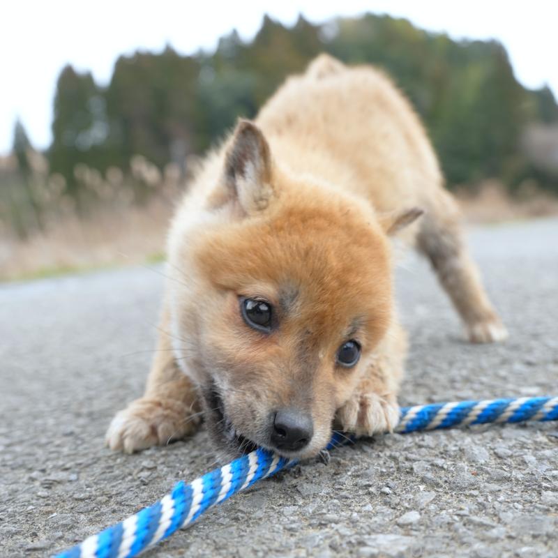 販売中の千葉県の豆柴-448388の9枚目