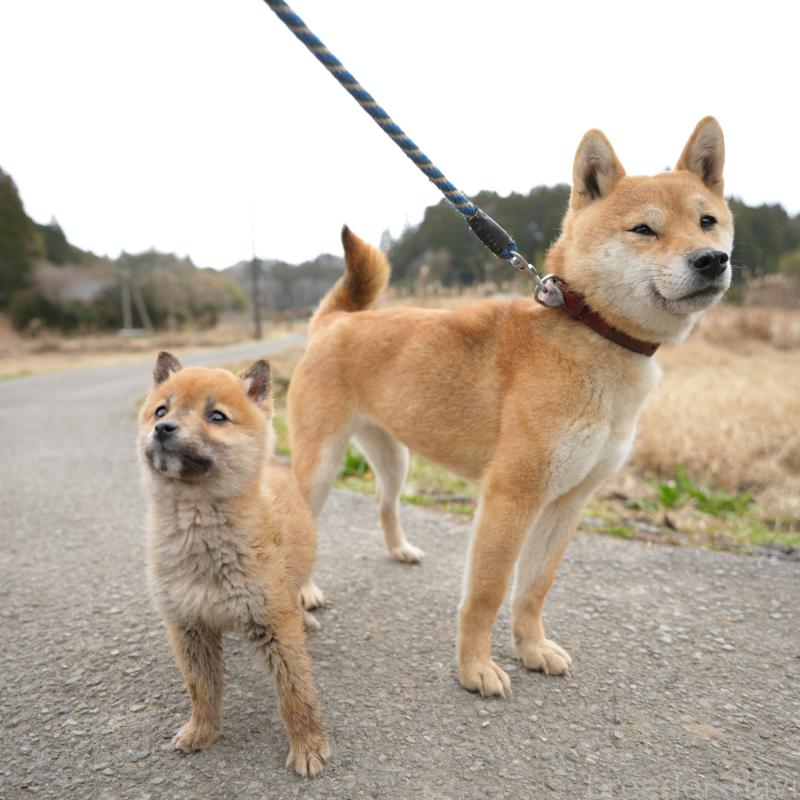 販売中の千葉県の豆柴-448388の8枚目
