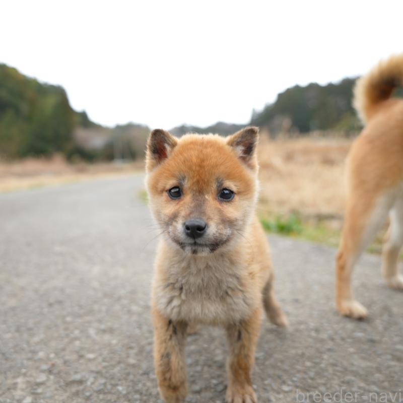 販売中の千葉県の豆柴-448388の7枚目