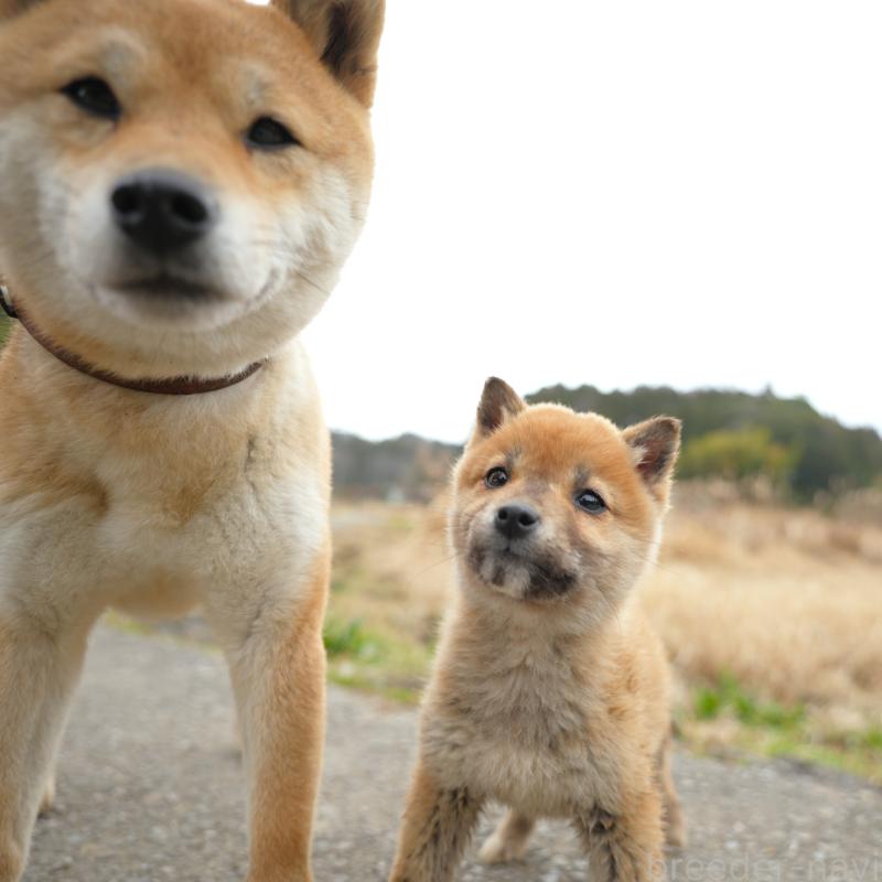 販売中の千葉県の豆柴-448388の6枚目