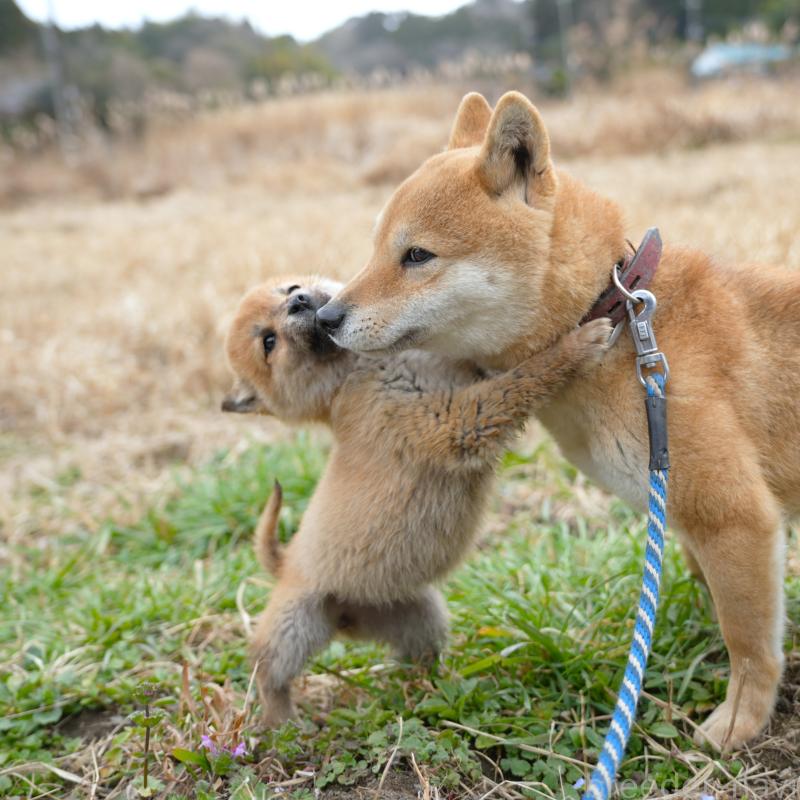販売中の千葉県の豆柴-448388の4枚目