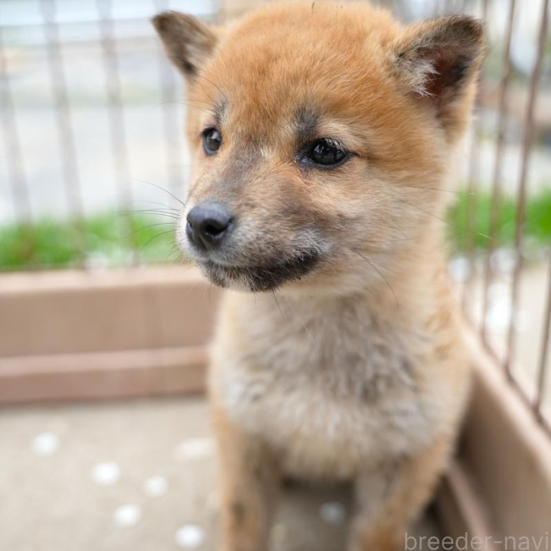 販売中の千葉県の豆柴-448388の3枚目