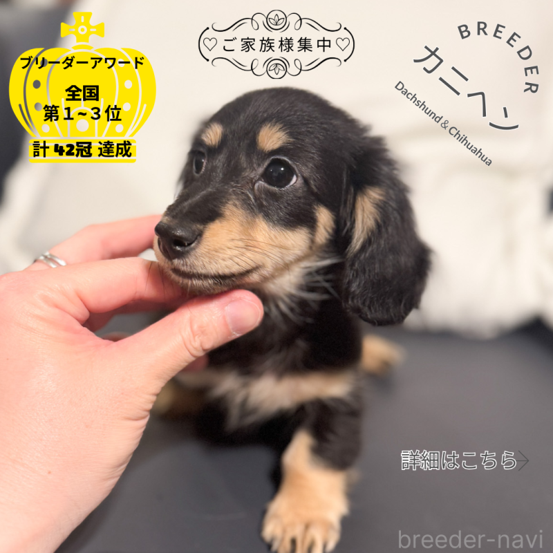 販売中の愛知県のカニンヘンダックスフンド(ロングヘアード)-437854