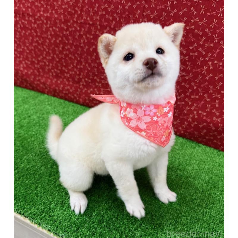 販売中の神奈川県の豆柴-444541