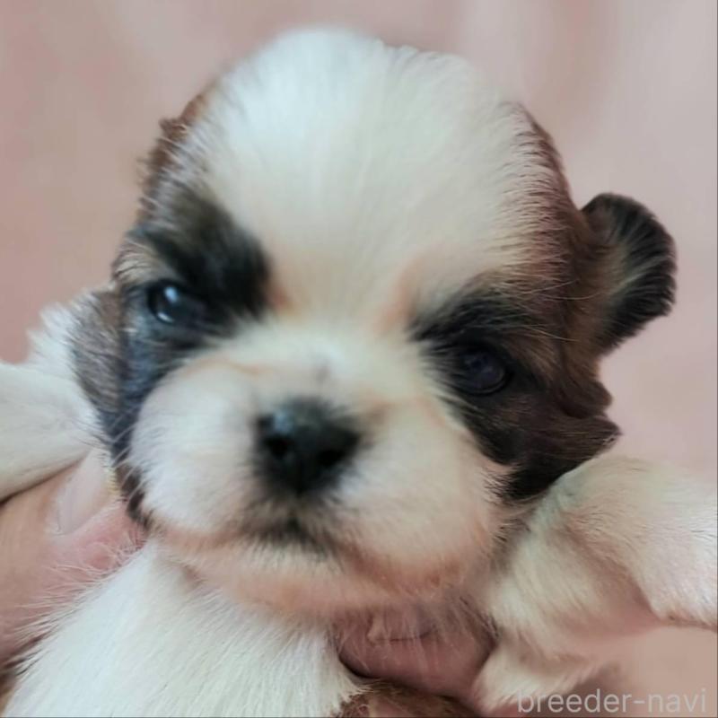 販売中の茨城県のシーズー-448389の1枚目