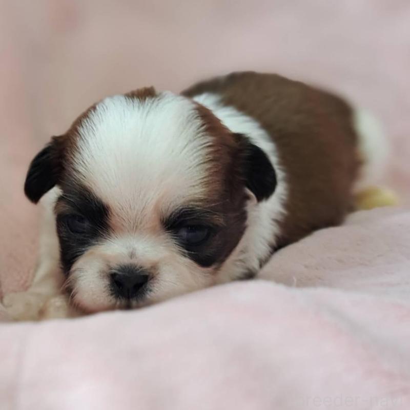 販売中の茨城県のシーズー-448389の4枚目