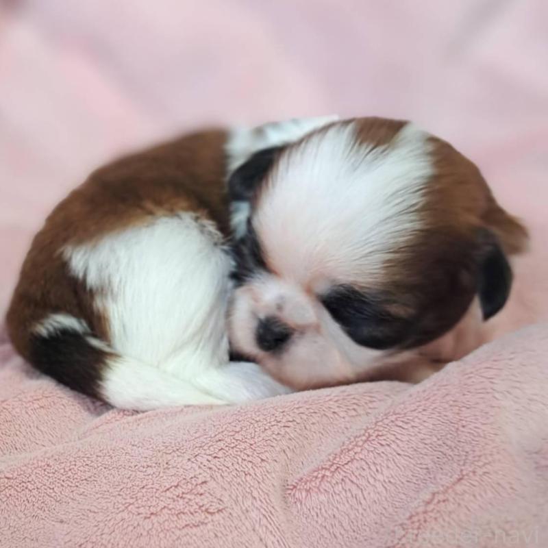 販売中の茨城県のシーズー-448389の3枚目