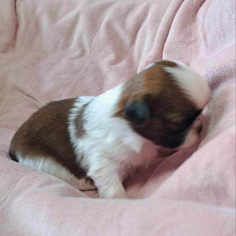 販売中の茨城県のシーズー-448389の2枚目