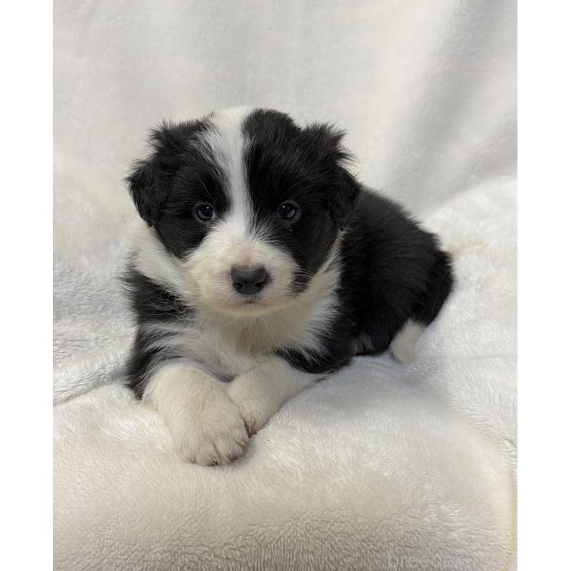 販売中の山口県のボーダーコリー-448390の1枚目