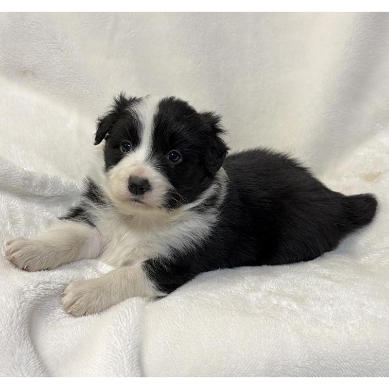 販売中の山口県のボーダーコリー-448390の5枚目