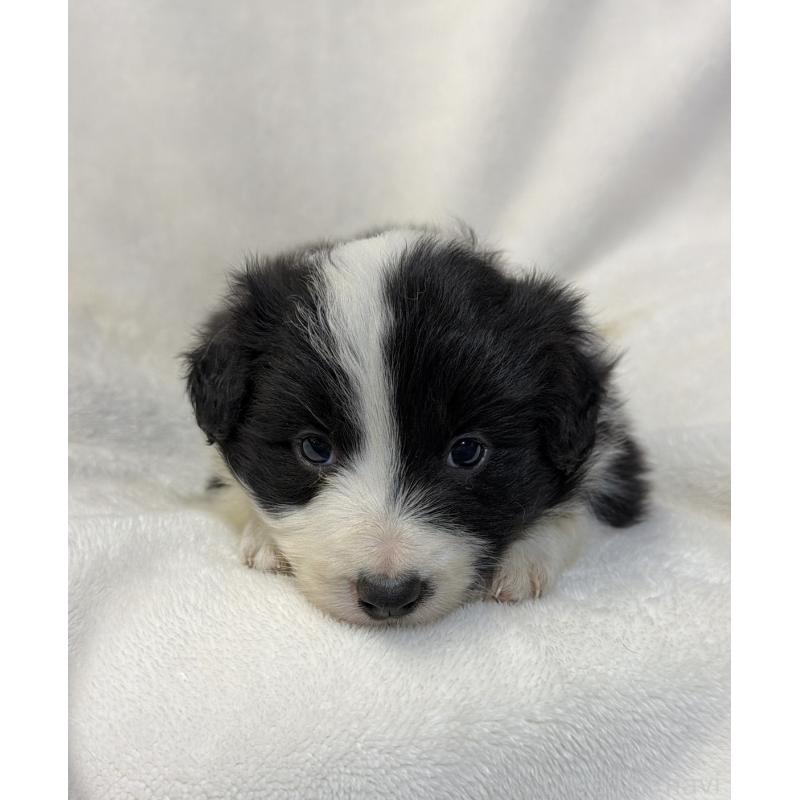 販売中の山口県のボーダーコリー-448390の4枚目