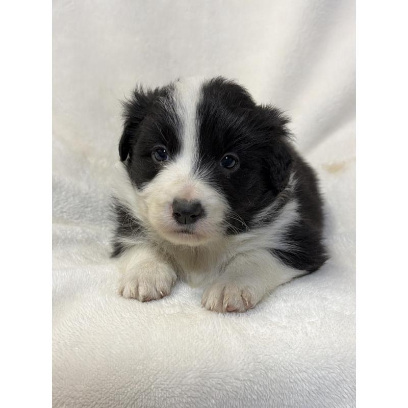 販売中の山口県のボーダーコリー-448390の3枚目