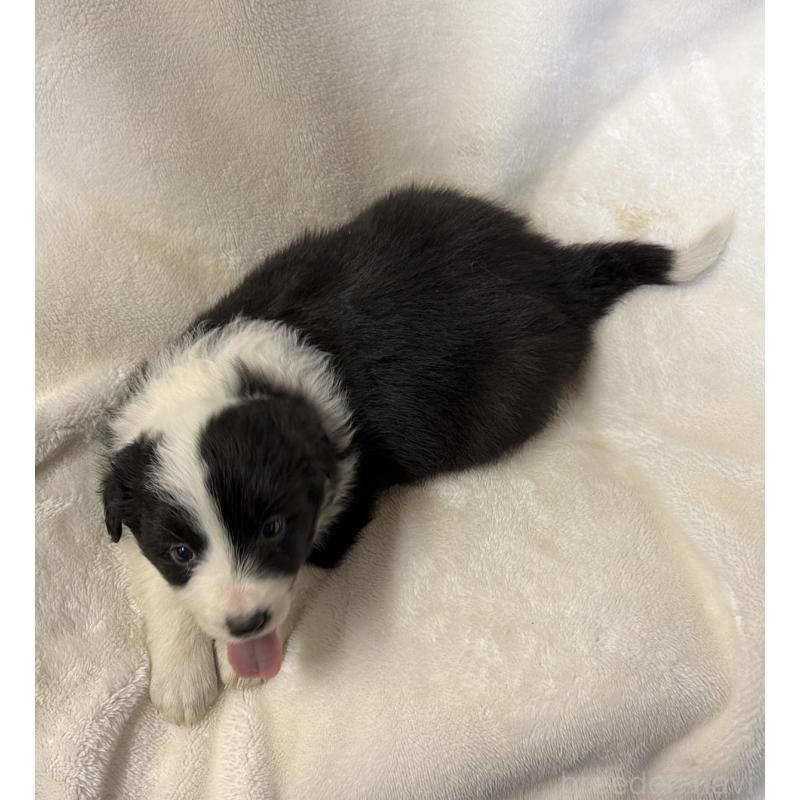 販売中の山口県のボーダーコリー-448390の2枚目