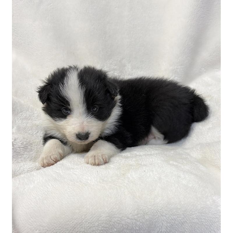 販売中の山口県のボーダーコリー-448391