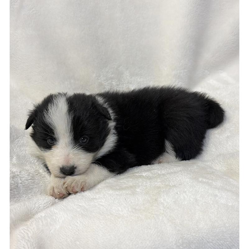 販売中の山口県のボーダーコリー-448391の5枚目