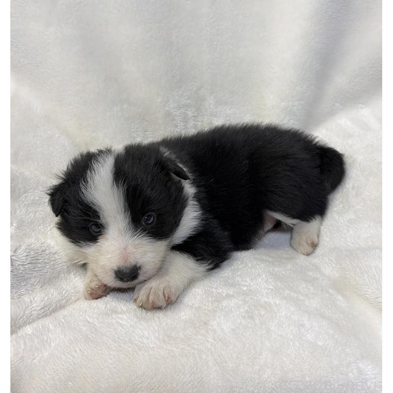 販売中の山口県のボーダーコリー-448391の4枚目