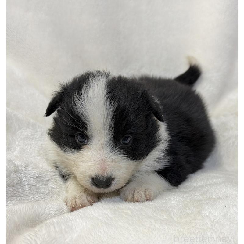 販売中の山口県のボーダーコリー-448391の3枚目