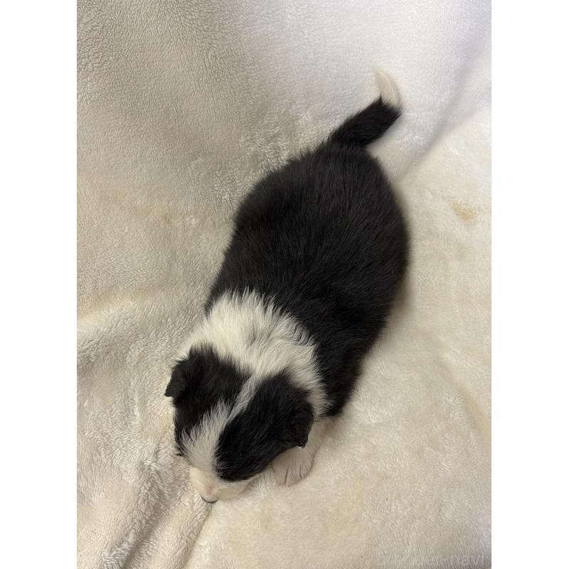 販売中の山口県のボーダーコリー-448391の2枚目