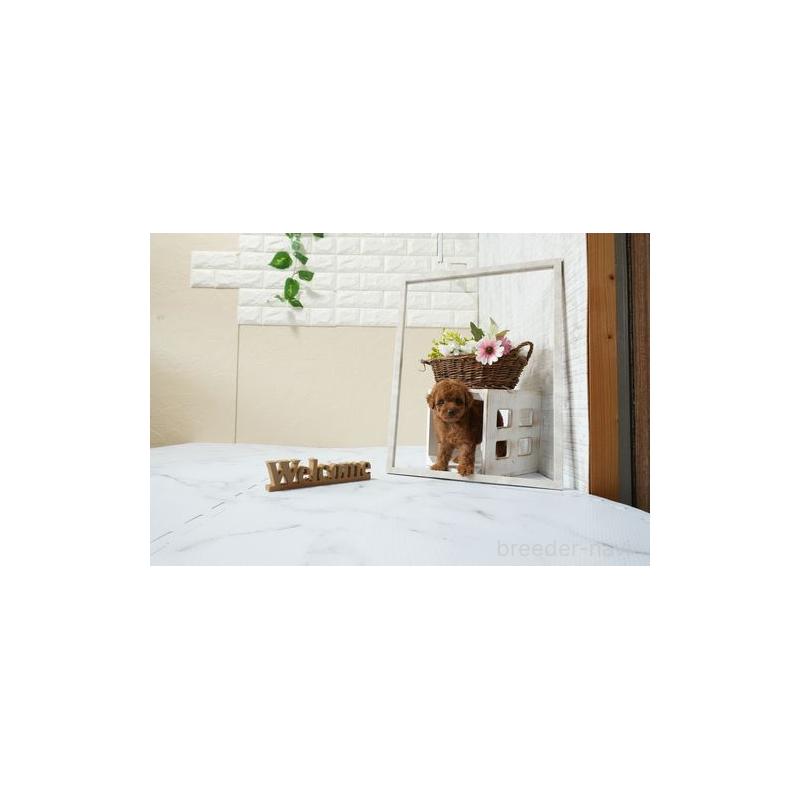 販売中の滋賀県のタイニープードル-447970の5枚目