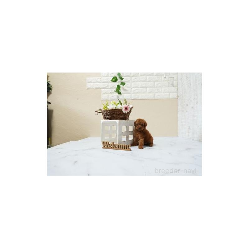 販売中の滋賀県のタイニープードル-447970の4枚目