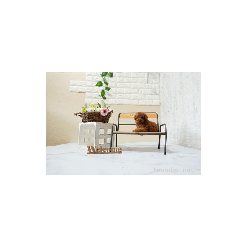 販売中の滋賀県のタイニープードル-447970の2枚目