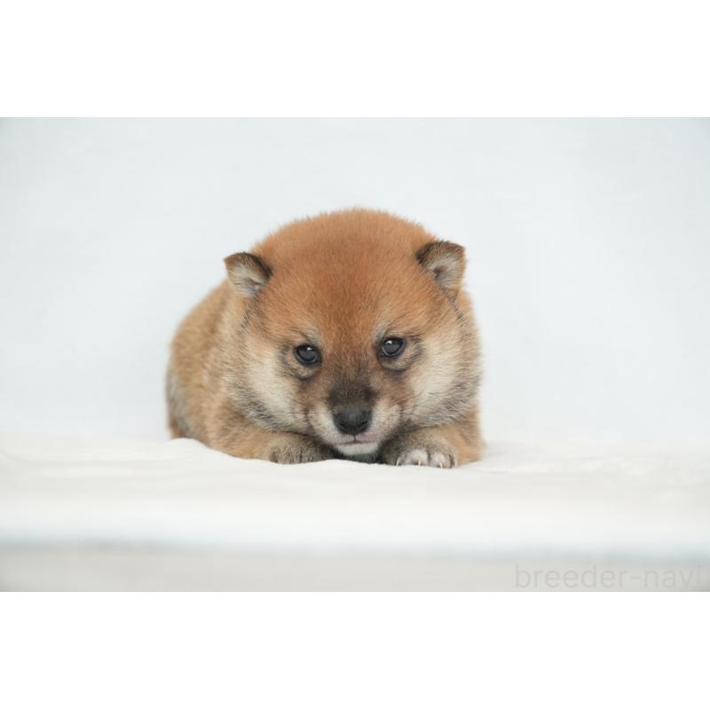 販売中の千葉県の豆柴-448392の9枚目