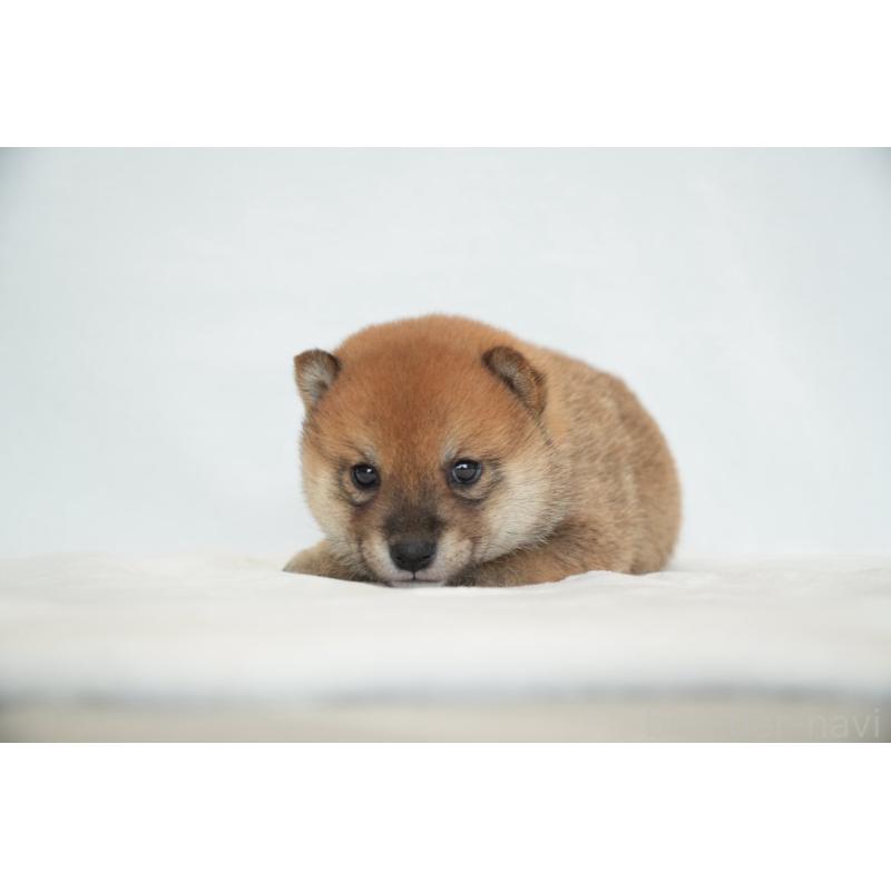 販売中の千葉県の豆柴-448392の8枚目