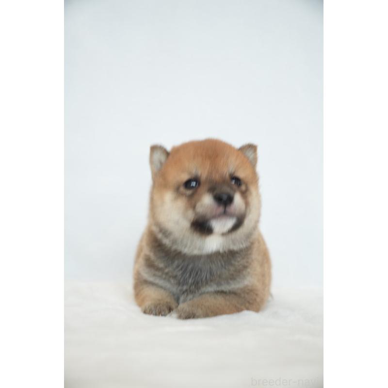 販売中の千葉県の豆柴-448392の6枚目