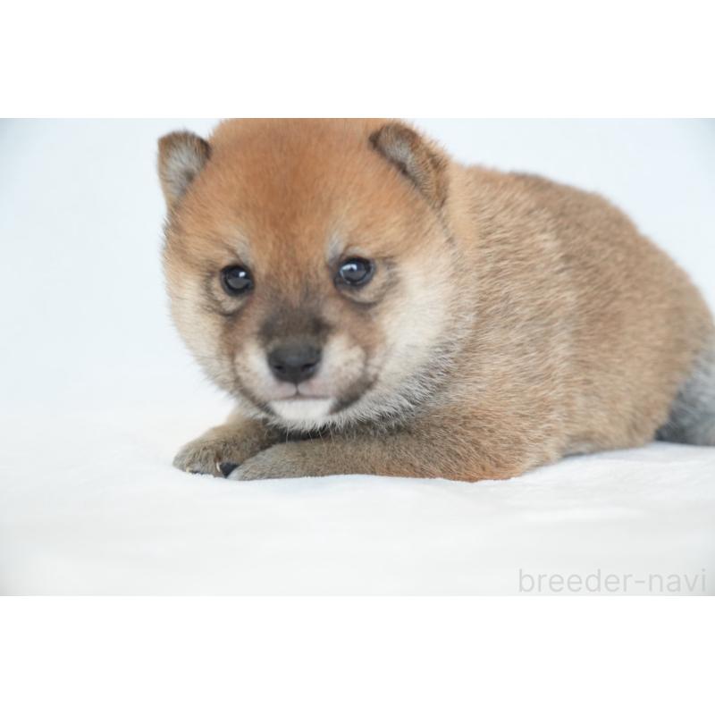 販売中の千葉県の豆柴-448392の5枚目