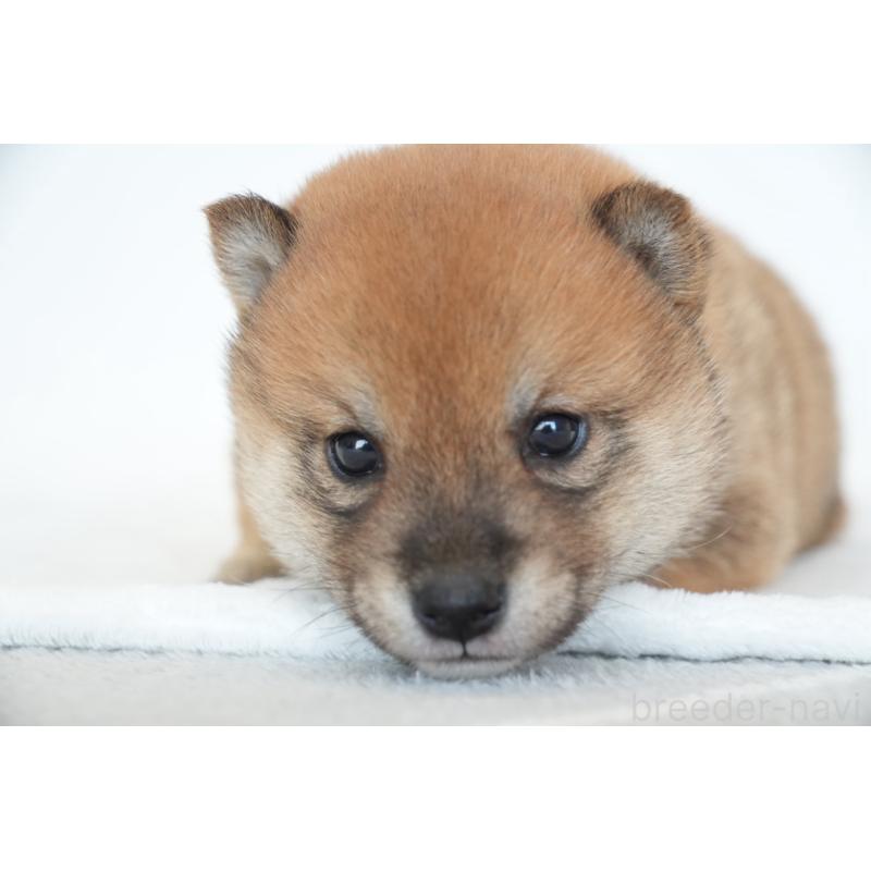 販売中の千葉県の豆柴-448392の4枚目