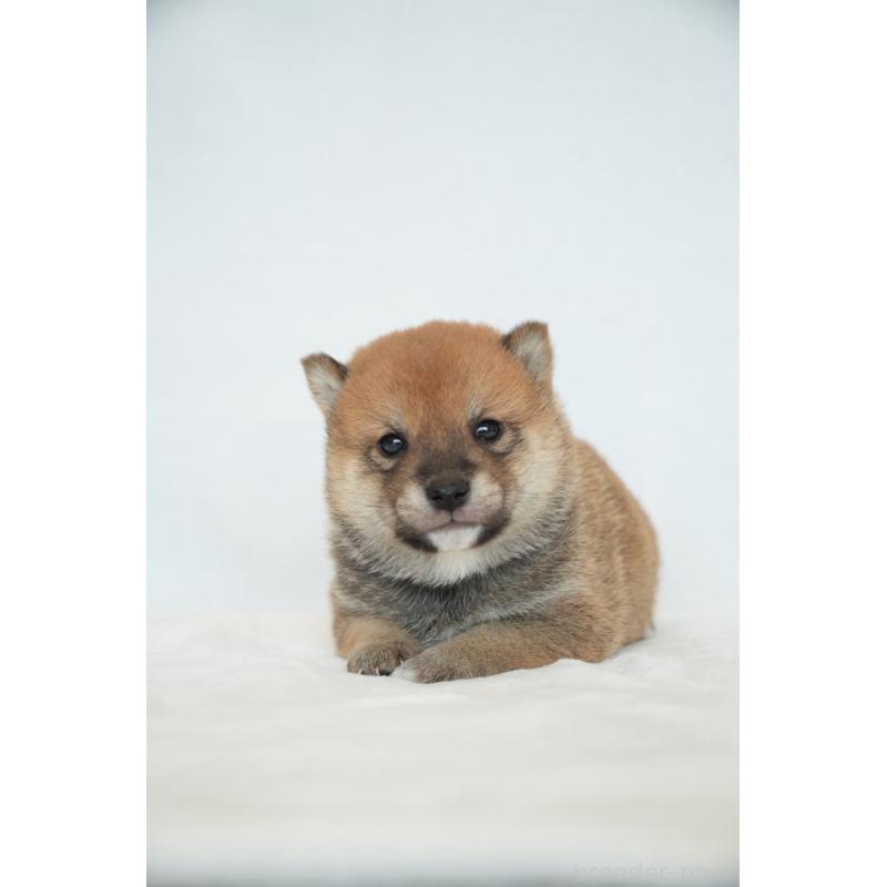 販売中の千葉県の豆柴-448392の3枚目