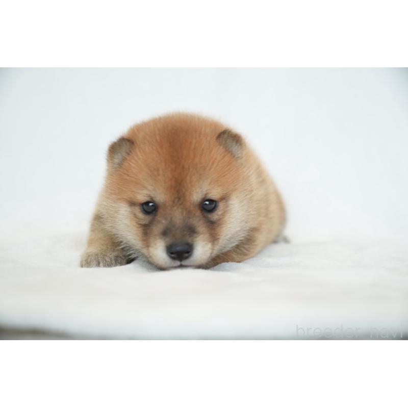 販売中の千葉県の豆柴-448393の11枚目