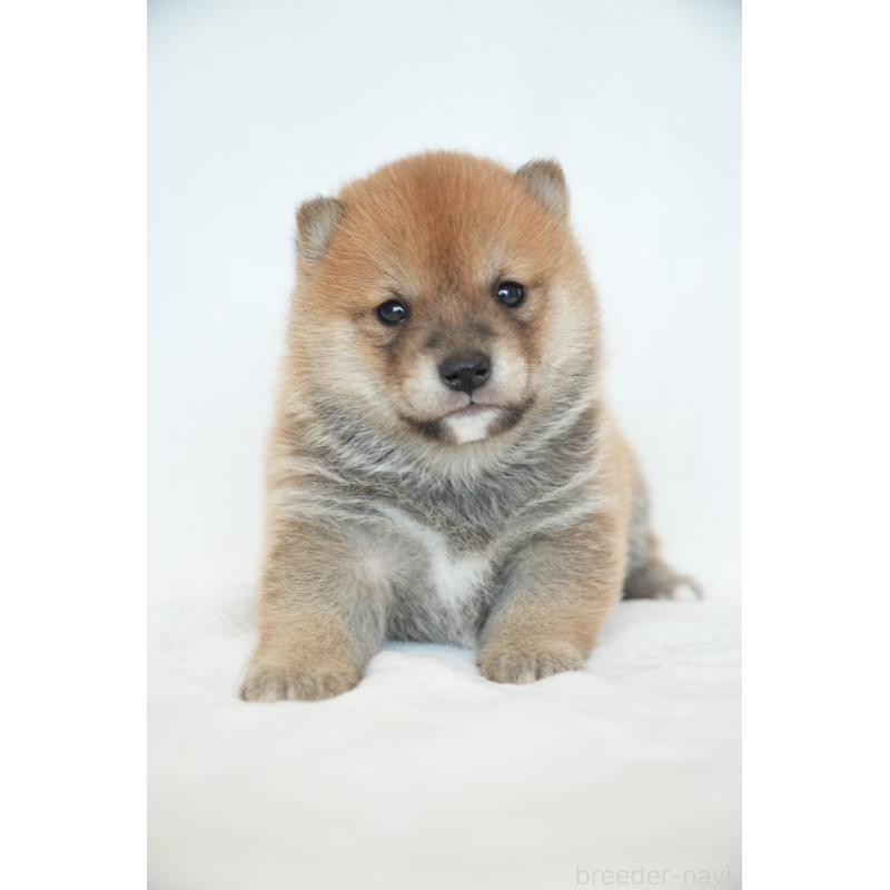 販売中の千葉県の豆柴-448393の10枚目