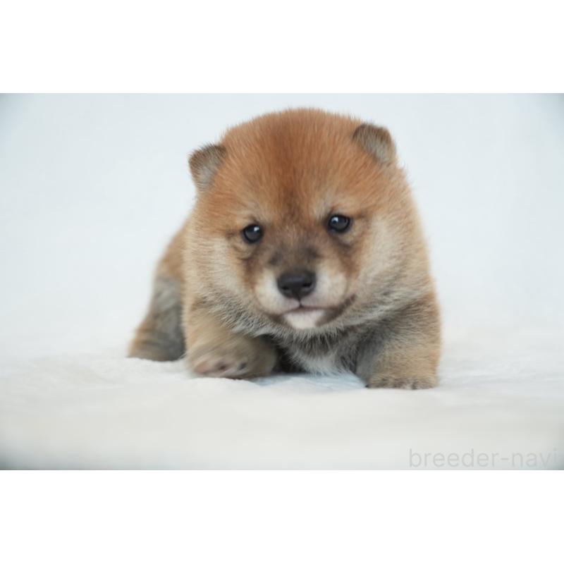 販売中の千葉県の豆柴-448393の8枚目