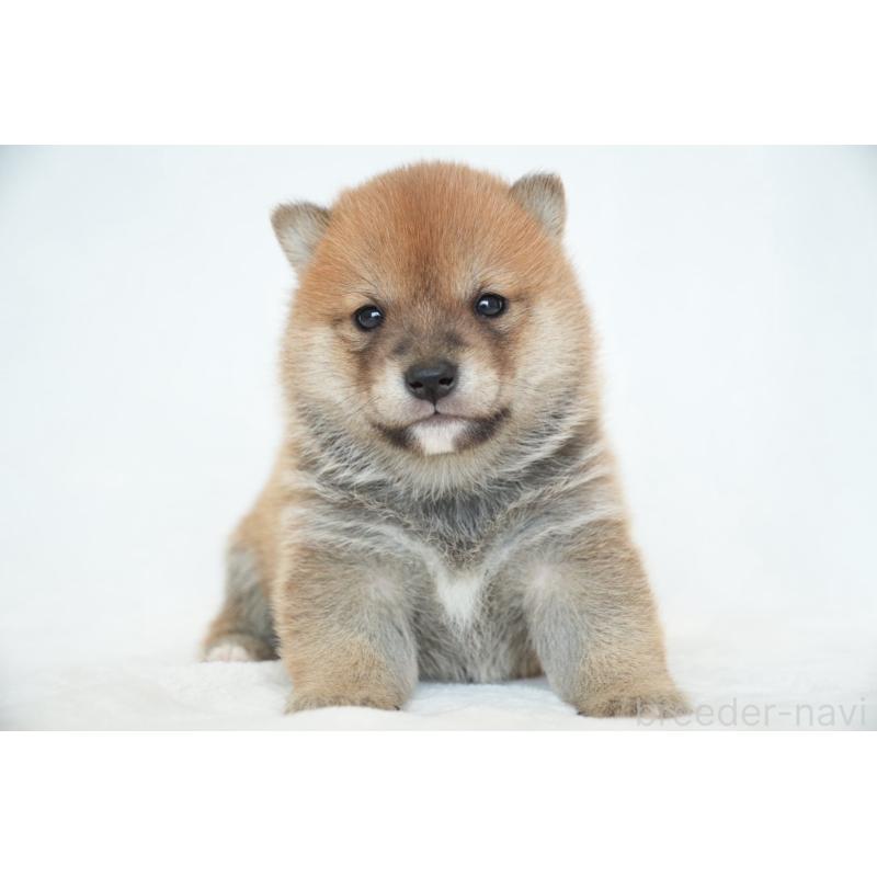 販売中の千葉県の豆柴-448393の7枚目