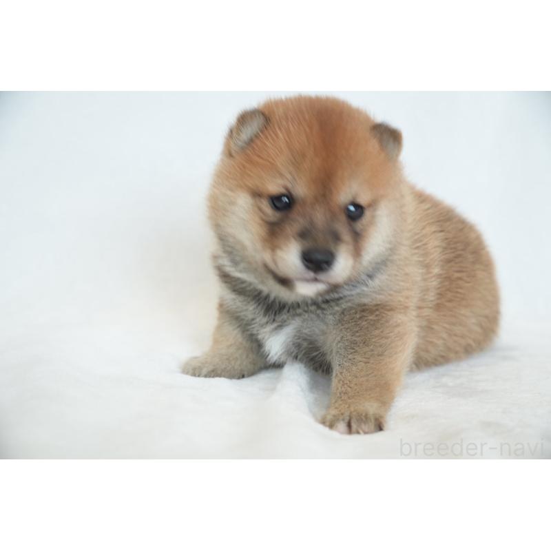 販売中の千葉県の豆柴-448393の6枚目