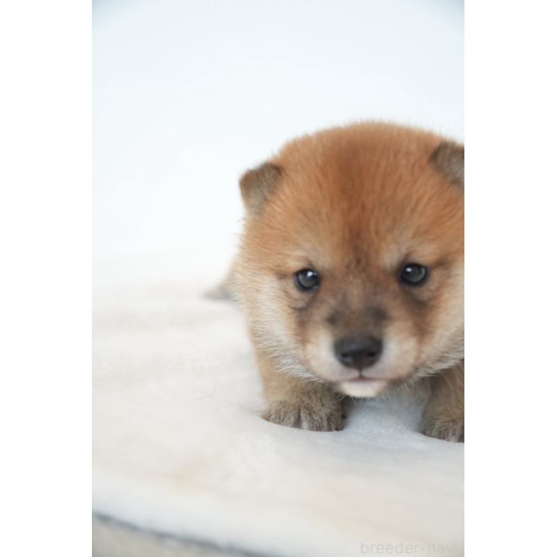 販売中の千葉県の豆柴-448393の4枚目