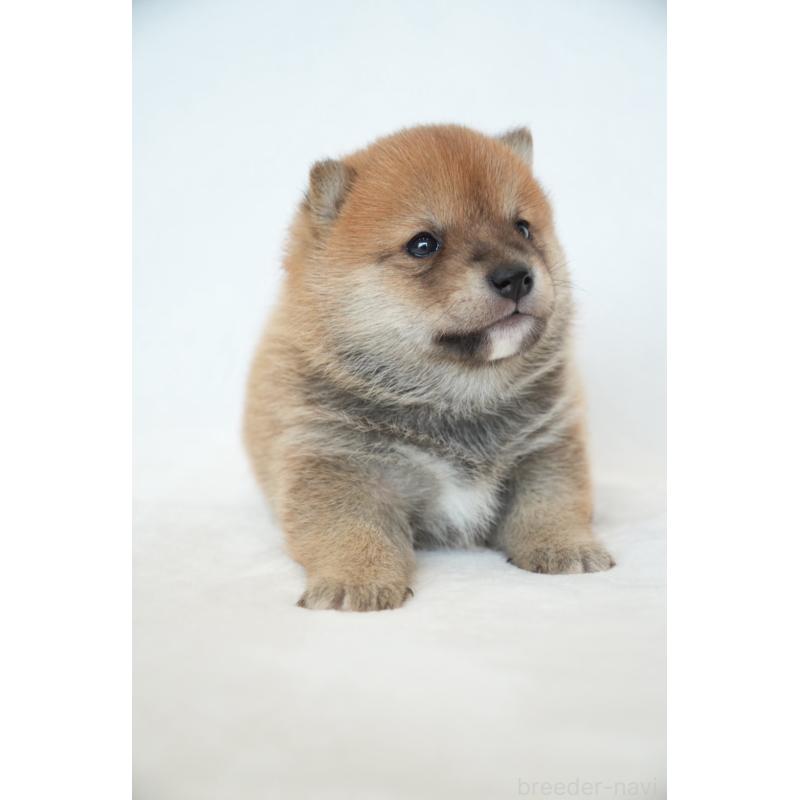 販売中の千葉県の豆柴-448393の3枚目