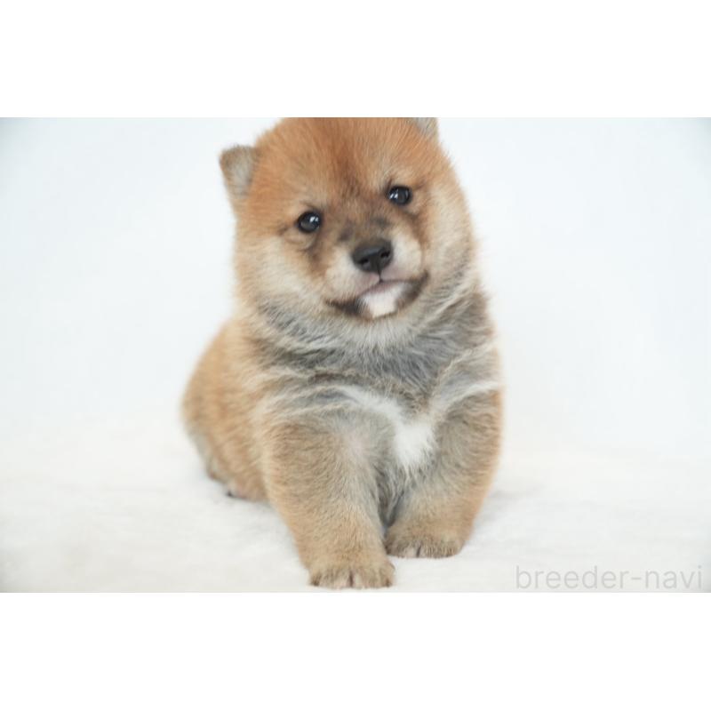 販売中の千葉県の豆柴-448393の2枚目