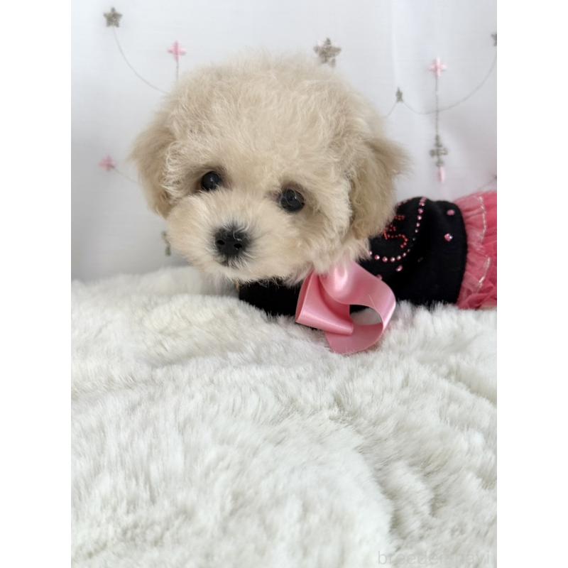 販売中の大阪府のティーカッププードル-448394の1枚目