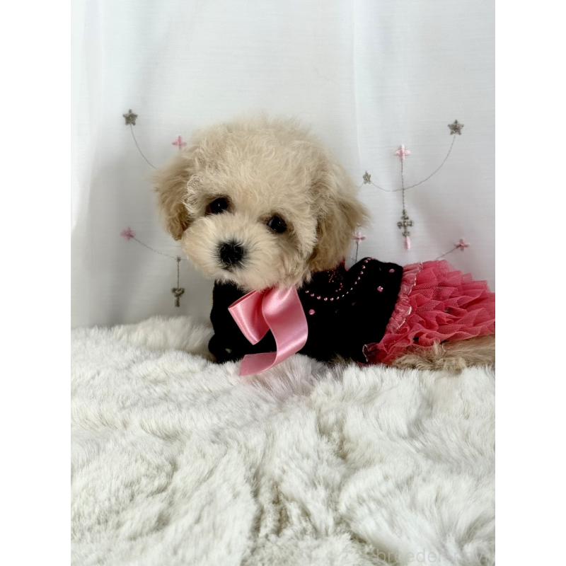 販売中の大阪府のティーカッププードル-448394の8枚目