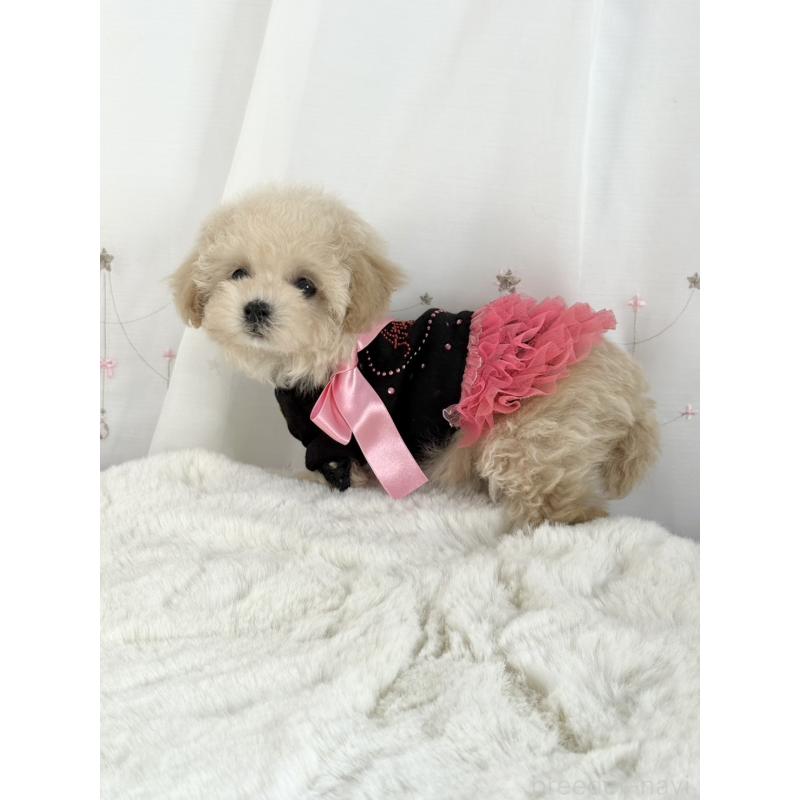 販売中の大阪府のティーカッププードル-448394の9枚目