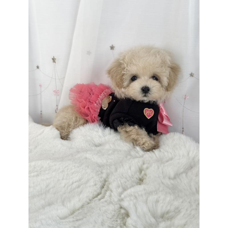 販売中の大阪府のティーカッププードル-448394の7枚目