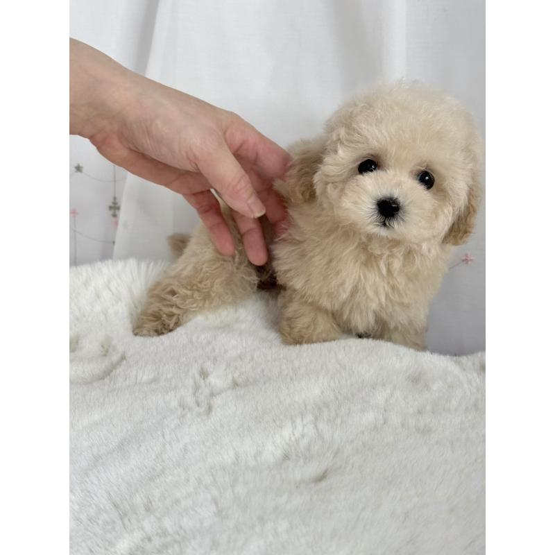 販売中の大阪府のティーカッププードル-448394の2枚目