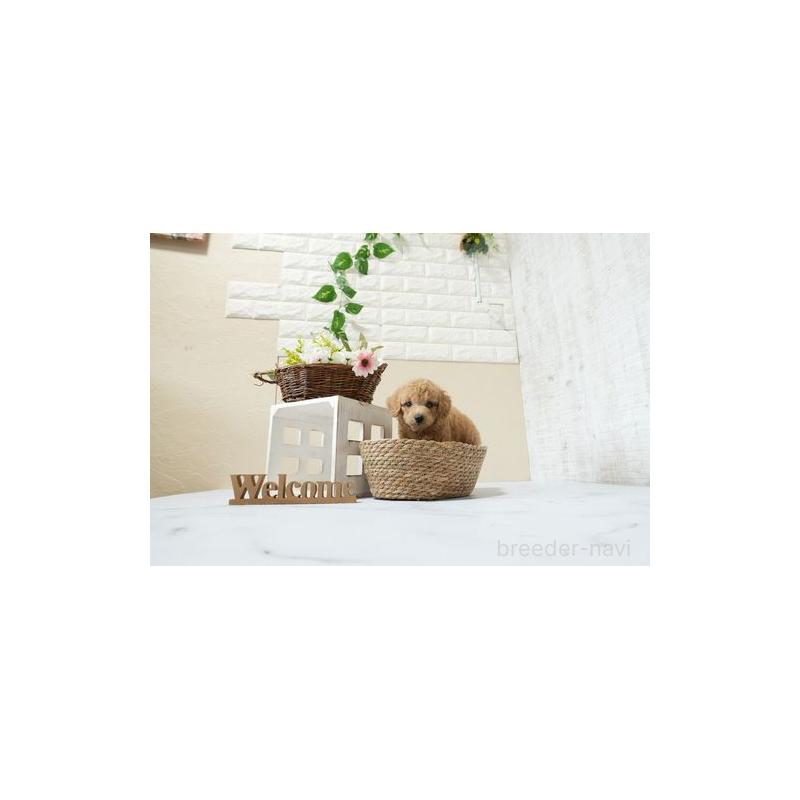 販売中の滋賀県のトイプードル-447973の3枚目