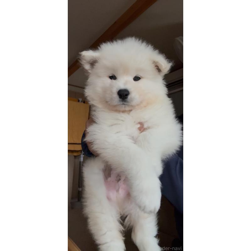 販売中の佐賀県のサモエド-448396の5枚目