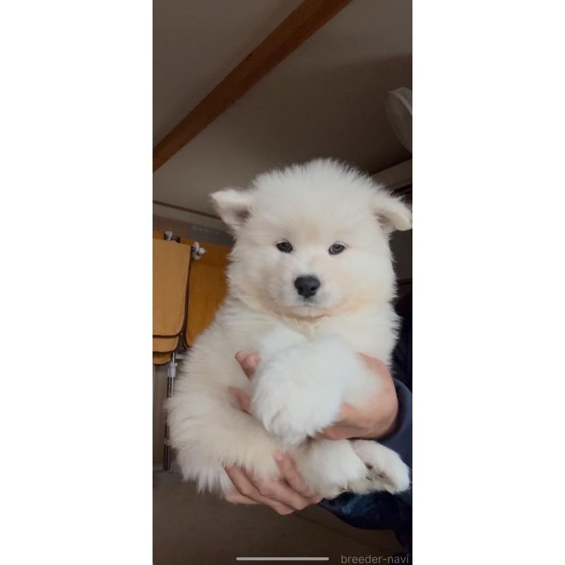 販売中の佐賀県のサモエド-448396の3枚目