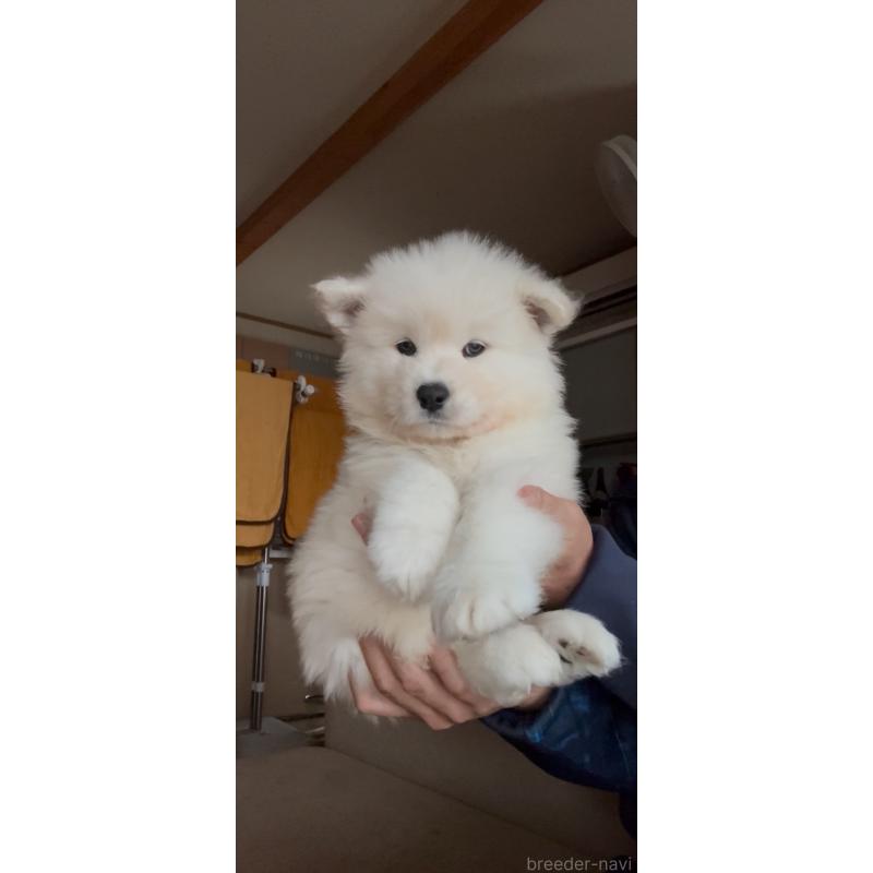 販売中の佐賀県のサモエド-448396の2枚目