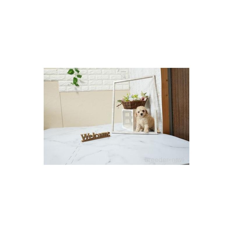 販売中の滋賀県のトイプードル-447993の5枚目