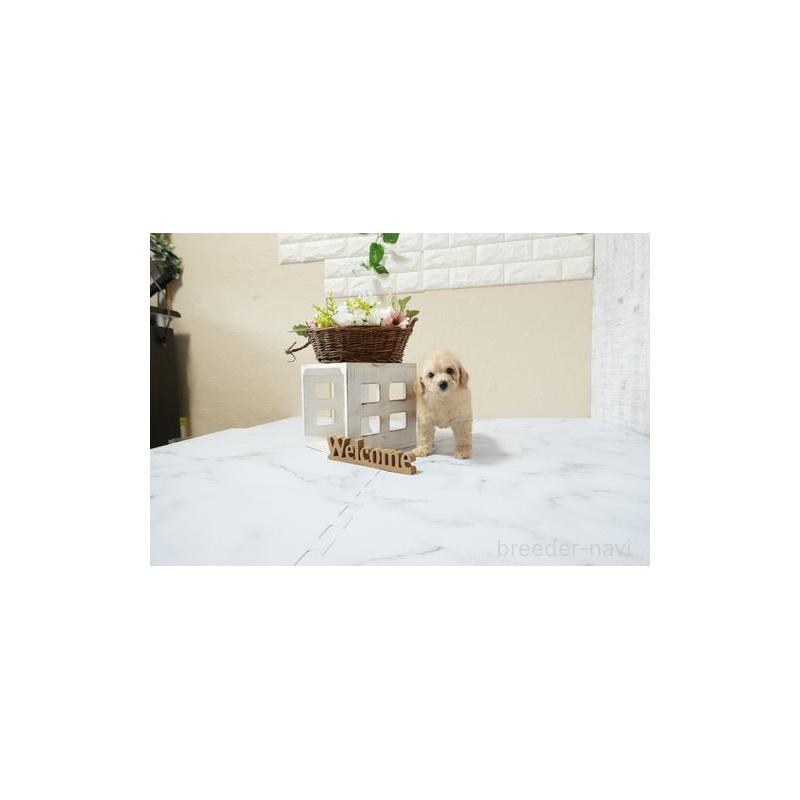 販売中の滋賀県のトイプードル-447993の4枚目